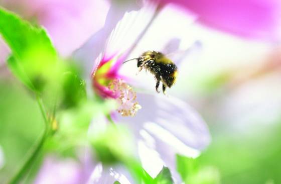 Bee_and_lavatera