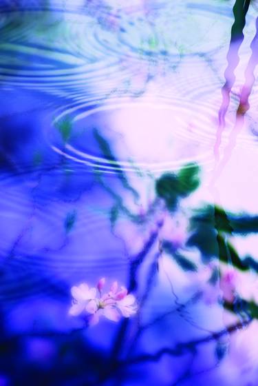 Rhododendron_reflection