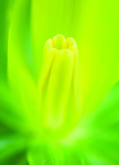 Yellow_trillium_no__3