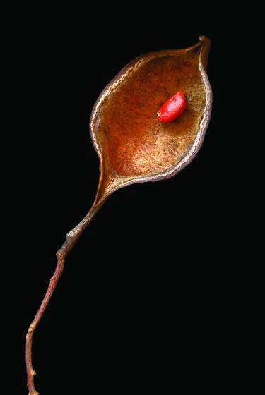 Surrogate_seedpod