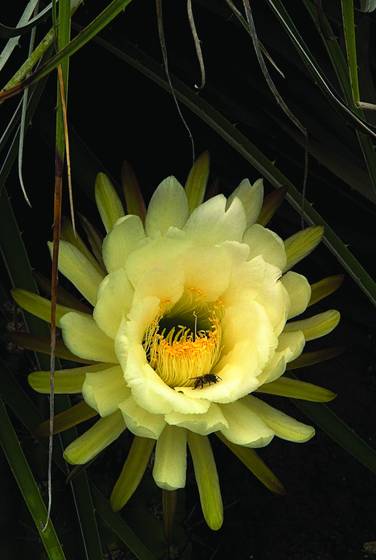 Sweet_nectar