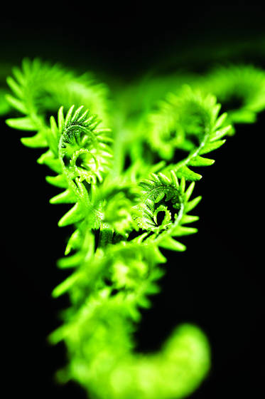 Unfurling