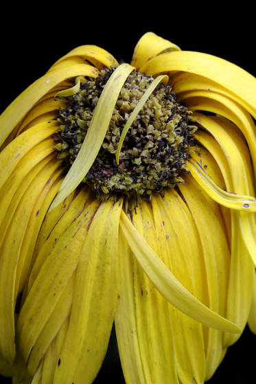 Fallen_daisy