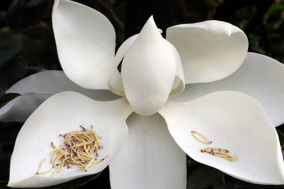 Magnolia_bloom