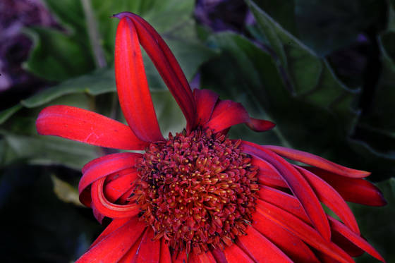 Praying_daisy