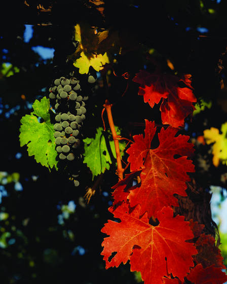 Primary_colors