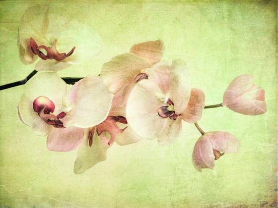 Orchid_dream