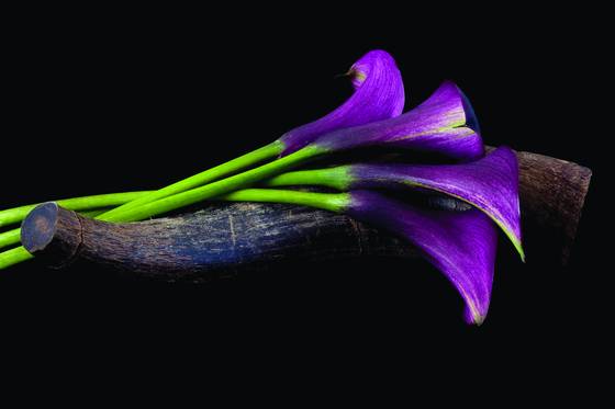Callas_and_horn