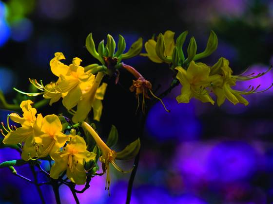 Honeysuckle