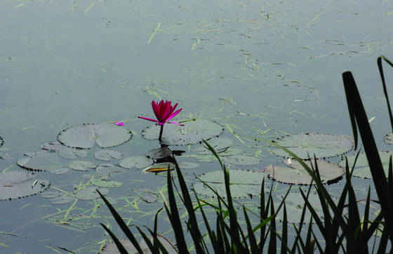 Lone_lotus
