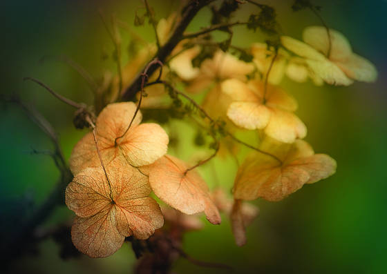 Fragile