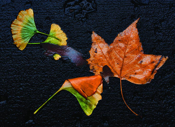 The_leaves_of_charlton_street