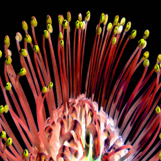 Flower__1