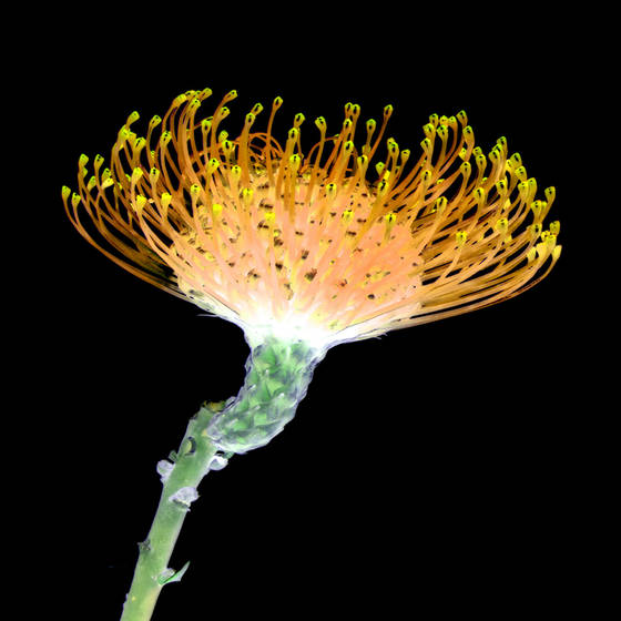 Flower__2