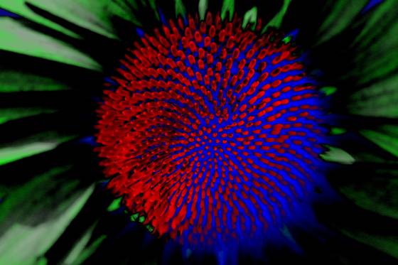 Echinacea