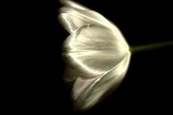 Glowing_tulip