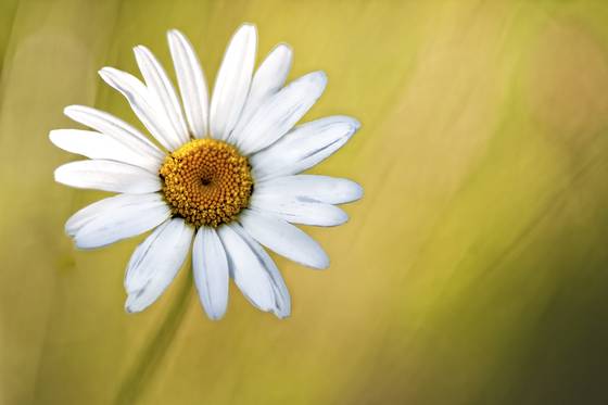 Hidden_daisy