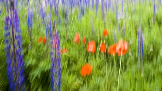 Purple_lupins