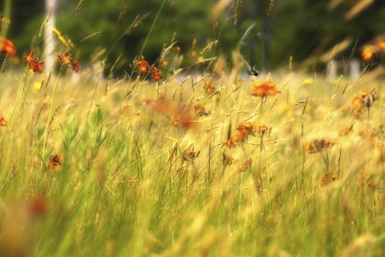 Wildflowers