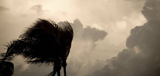 Wind_on_palm