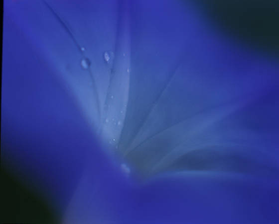 Morning_glory