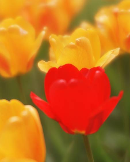 Red_yellow