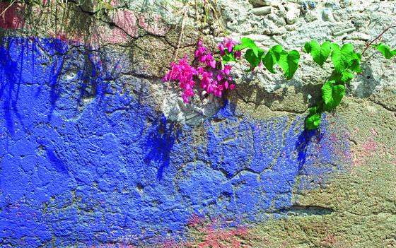 Wall_with_flowers