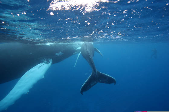 Snorkeling_with_humpback_and_her_calf
