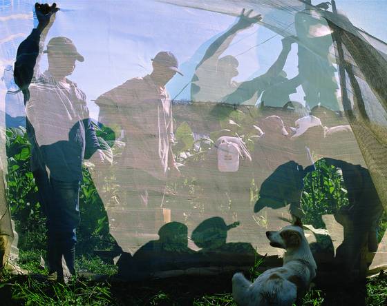 Silouetes_from_the_tobacco_field
