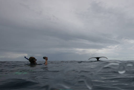 Swimming_with_humpback