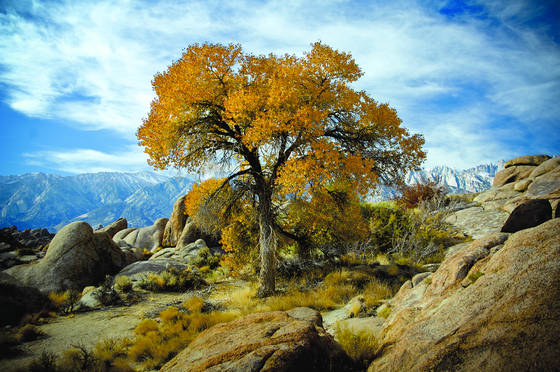 Cottonwood