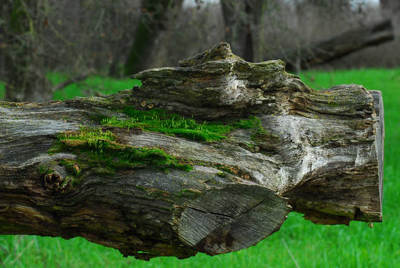 Not_dead_log