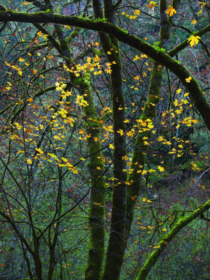 Curving_trees_and_suspended_leaves