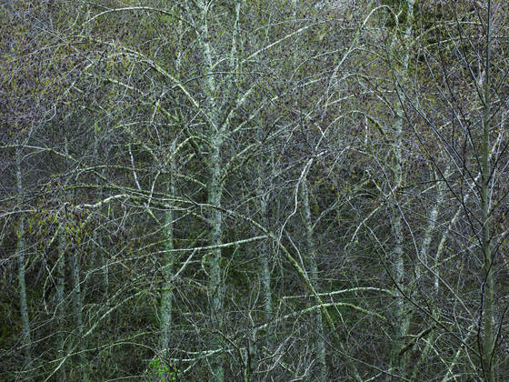 Winter_alders