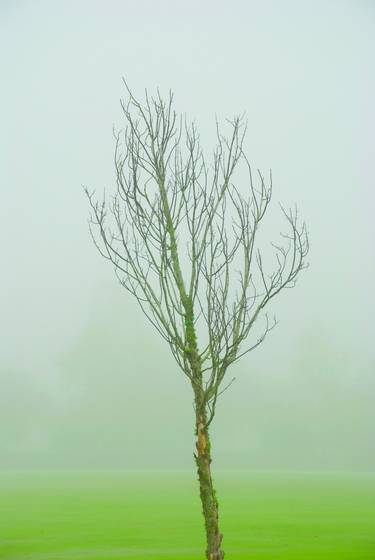 Fog_tree