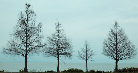 Winter_-_lake_apopka