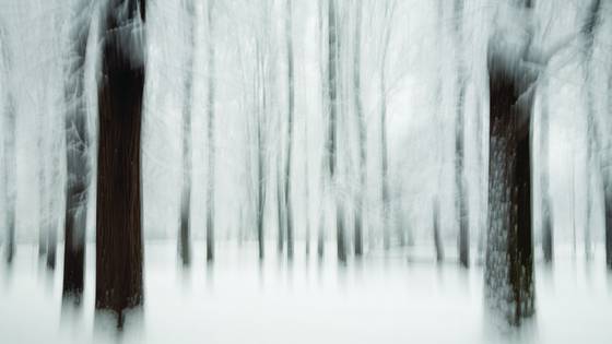Trees_and_snow