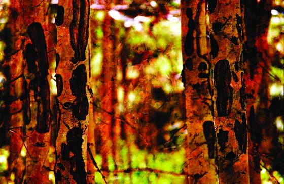 Aspens