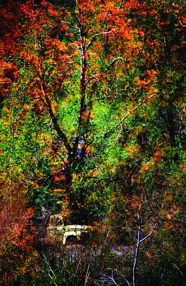 Overgrown_dreams