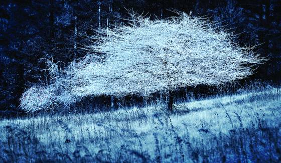 White_tree
