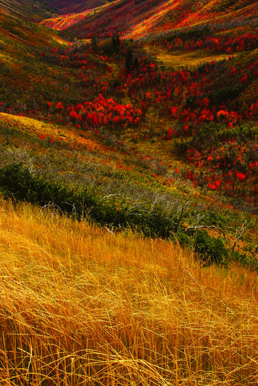 Autumn_tints