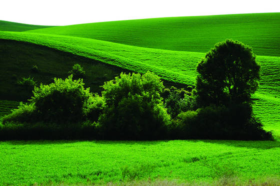 Hill___wheat_field