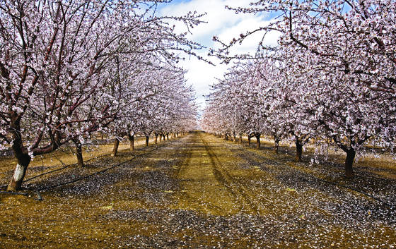 Almond_blossoms