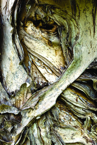 Bark_study__9