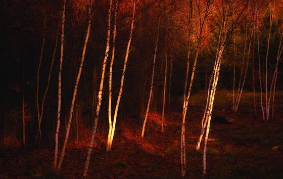 Autumn_birches