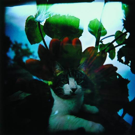 Sunflower_cat