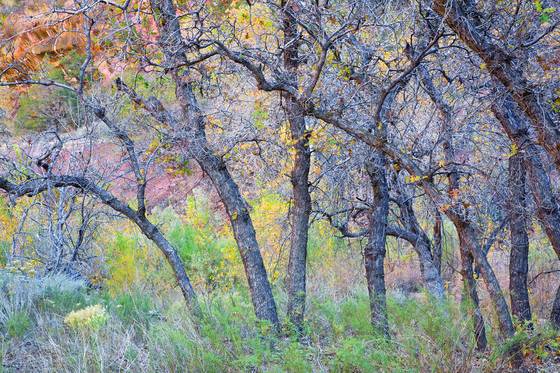 Oak_grove