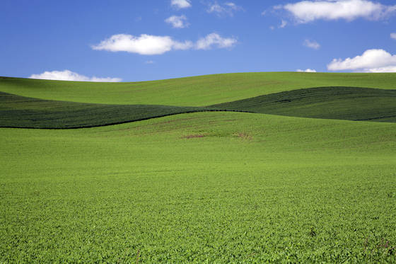 Green_ribbon