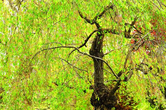 Figure_and_leaves_in_rain