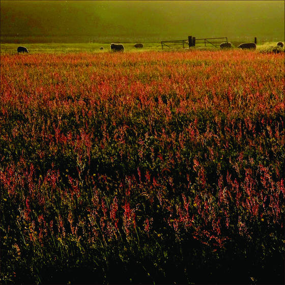Landscape_1
